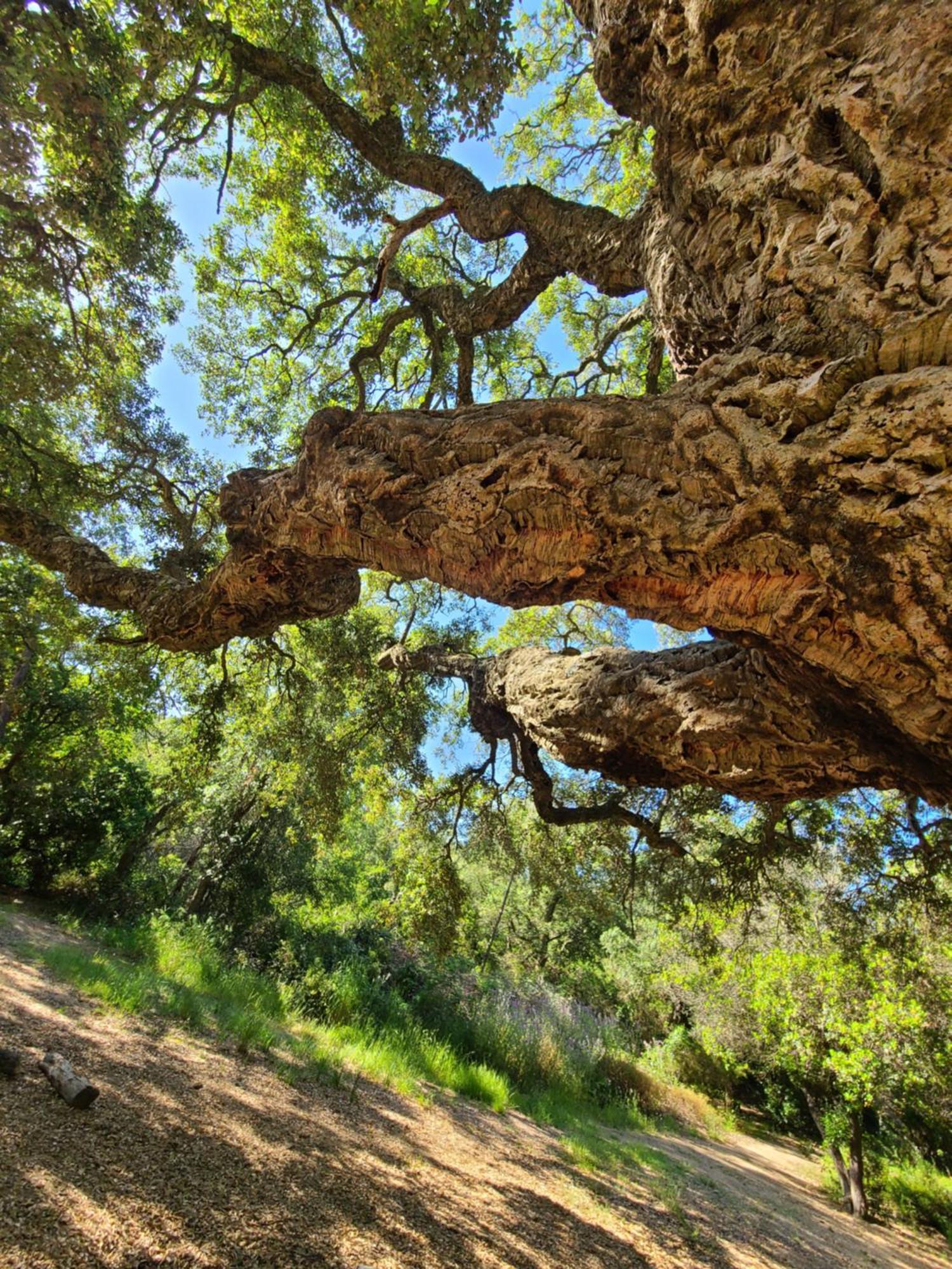 Evasion Nature A Cap Esterel Jardin, Mer & Golf Tout Confort Saint-Raphaël Eksteriør billede